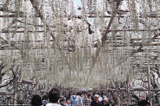 日本紫藤如童話(huà)般夢(mèng)幻 似《阿凡達(dá)》“靈魂樹(shù)”