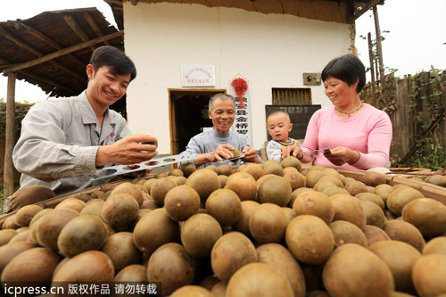 中國(guó)羅漢果變身美國(guó)汽水產(chǎn)業(yè)大救星?