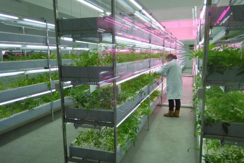 中國(guó)最大的植物工廠在北京建成投產(chǎn)