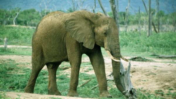 BBC：中國臨時禁止進口象牙制品 稱嚴(yán)打象牙走私