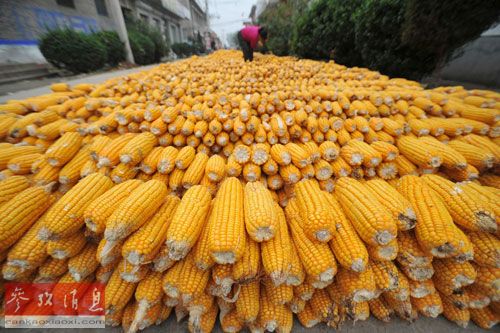 中國大量進口烏克蘭玉米 英媒：美國玉米受冷落