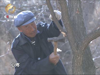 山西臨縣耗資4.7億灌溉工程成擺設(shè) 災(zāi)民忍痛砍樹