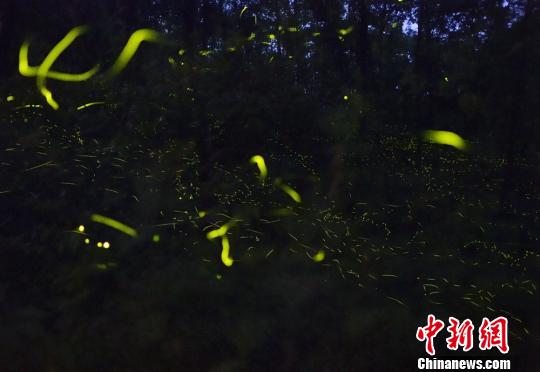 四川天臺(tái)山創(chuàng)5A景區(qū)實(shí)施改造為螢火蟲讓路