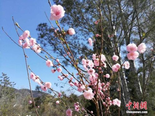 人工智能還能這么玩！識花神器讓你三秒告別“花癡”