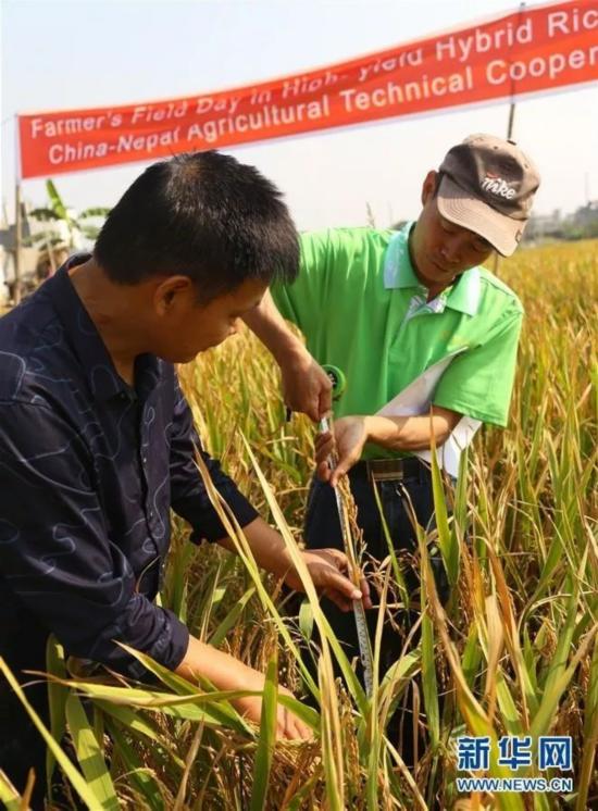 種植中國(guó)雜交水稻 尼泊爾農(nóng)民收入翻2倍